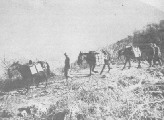 Mules bringing supplies to the 157th Infantry, in the Pozzilli valley.